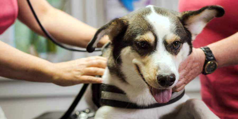 Behandling pleje hunde på Dianalund Dyreklinik
