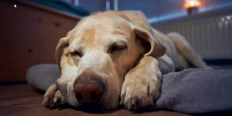 Aflivning hund og - Indsovning på klinik eller hjemmet