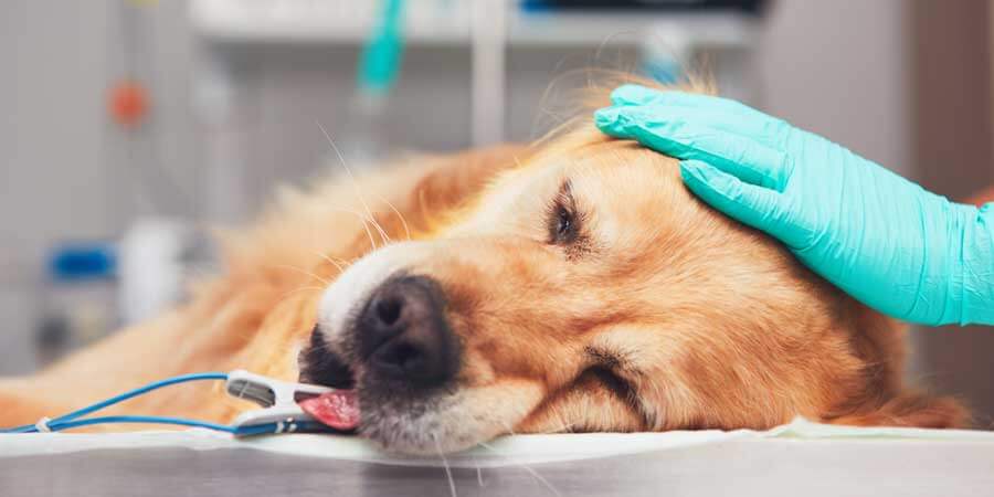 grim beskydning resterende Kastration og sterilisation af din hund under trygge forhold