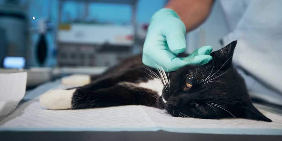 kighul frihed Forbindelse Sterilisering og kastration af katte under trygge forhold